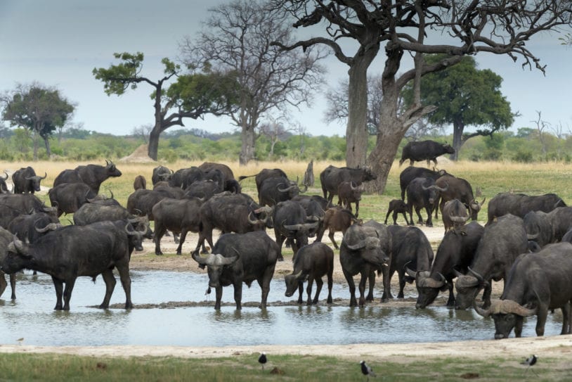 A herd of African savanna buffalo ) in Hwange National Park, Zimbabwe.