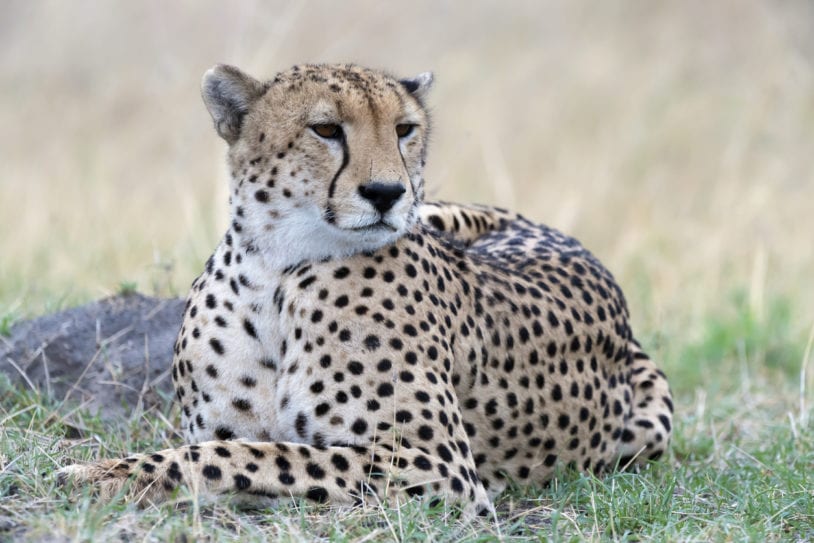 Cheetah in Repose Looking Over Its Shoulder in Hwange National Park, Zimbabwe