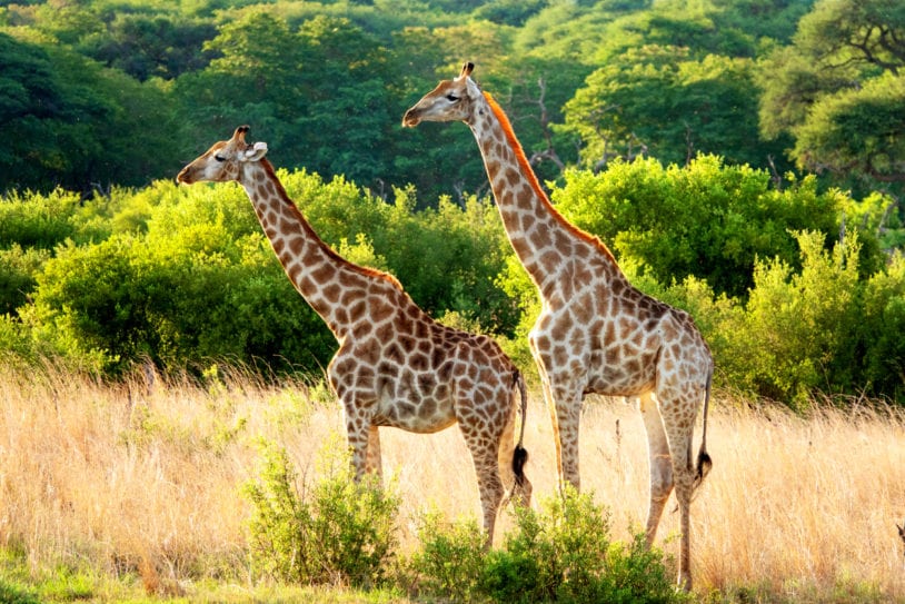 Male and female giraffe in Hwange National Park,Zimbabwe