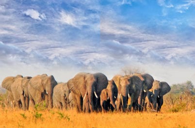Zimbabwe: On Safari with the African Wildlife Foundation