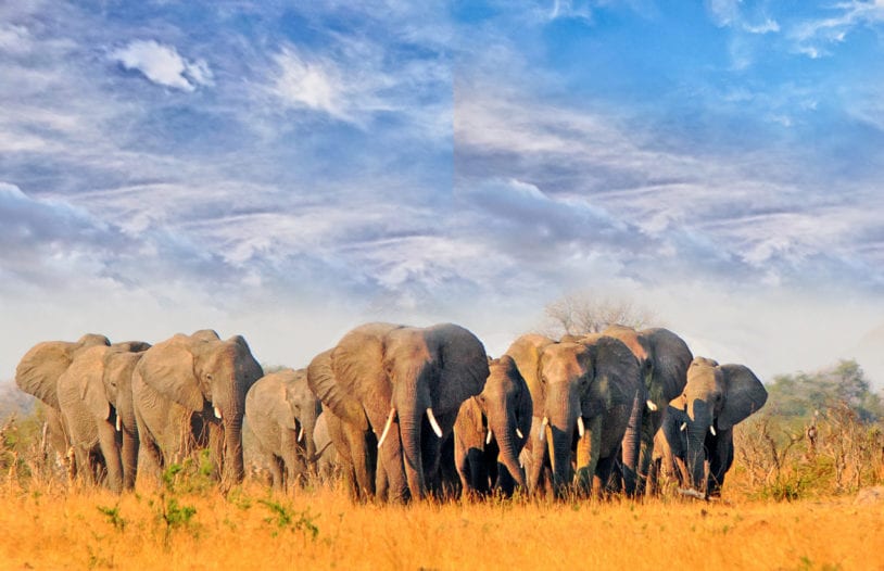 Large Herd of Elephants walking across the dry arid landscape with a beautiful blue wispy sky in Hwange National Park