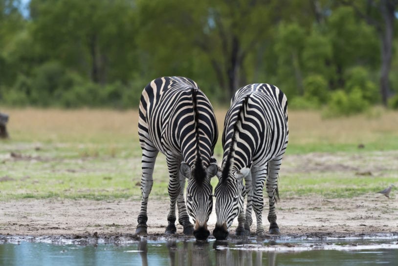 Zebras Drinking at a Waterhole in Hwange National Park, Zimbabwe
