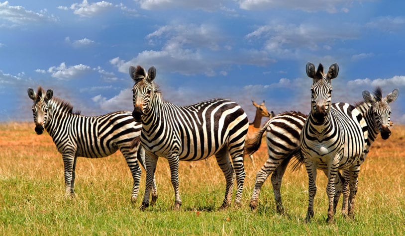 Herd of zebras standing on the lush plains in Bumi National Park, on the shoreline of Lake Kariba, Zimbabwe, Southern Africa