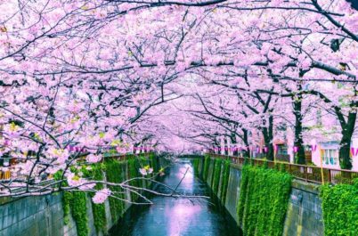 AdvnetureWomen in Japan with Cherry Blossoms