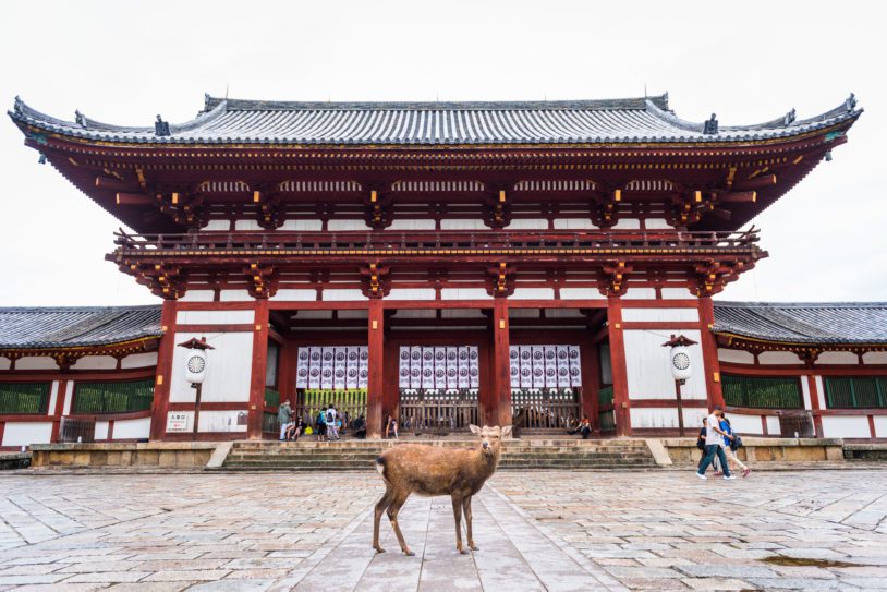 One deer standing in front of the Todai-ji temple in Nara, Rodai-ji temple is oldest temple in Japan.