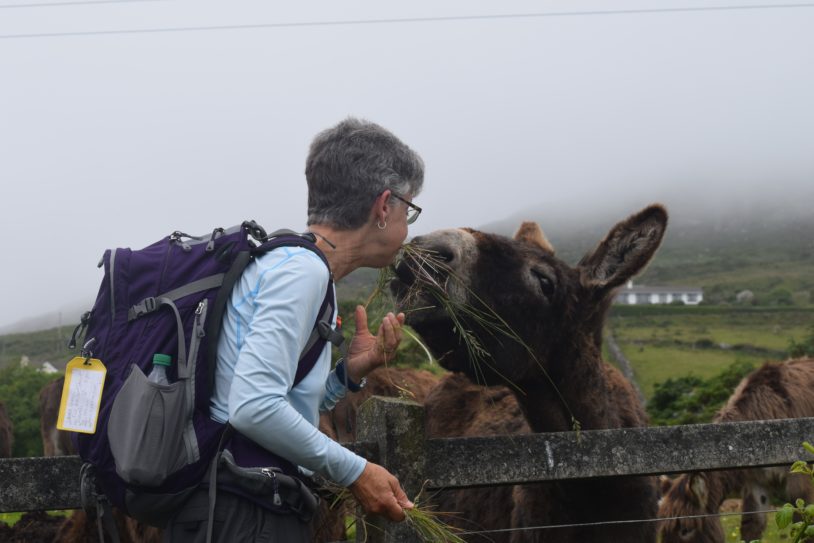 A friendly donkey kisses a hiker passing by