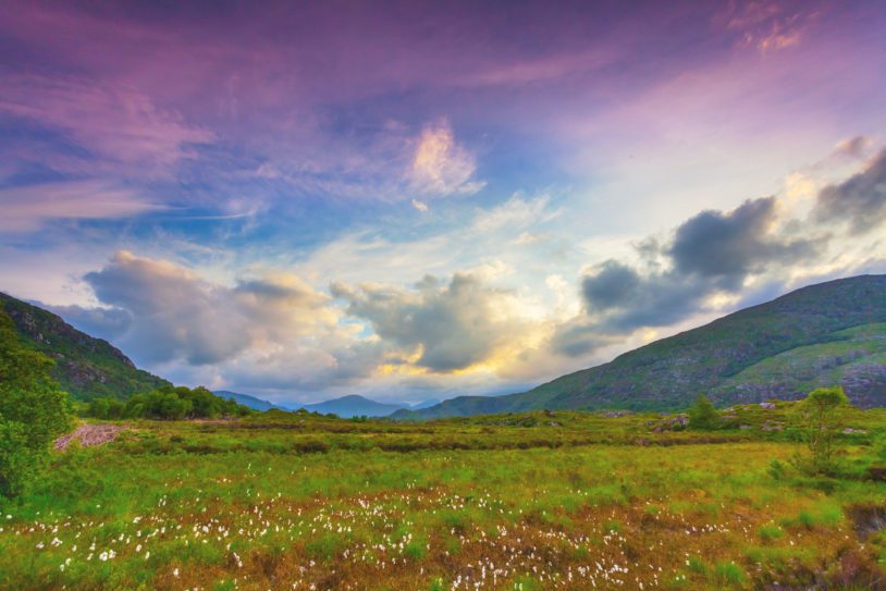 Landscape with cottongrass field along the Ring of Kerry, Ireland